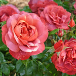 Rose Bush Live Plant, Heirloom Rose Plant Live for Planting, Fragrant Flowers Well Rooted Plant, 5-10 Inch Tall (Chocolate Orange Rose)