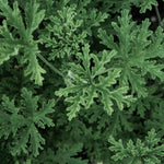 Citronella Live Plant, Fragrant Herb in 4 Inch Pot for Indoor or Outdoor Growing