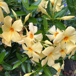 Apricot Dipladenia Live Plant, Tropical Flowering Vine Trailing Plants, 4 to 9 Inch Tall
