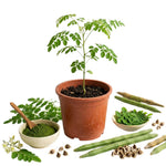 Live Moringa Oleifera Plant, 4 to 8 Inches Tall, Outdoor Tree