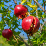 Sweet Pomegranate Tree Live Plant 8-12'' Tall, Hardy Red Pomegranate Bush in Half Gallon Pot, Full Roots and Ready to Plant