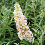 Butterfly Bush Plant Live, Perennial Buddleia Bushes Ready to Grow Outdoor 4-8 Inches (White Buddleia)
