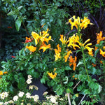 2 Mango Honeysuckle Plants Live for Planting, Fragrant, Easy to Grow, Perfect for Landscaping, No Pot, Ideal for Trellises Fences, Climbing or Bush, Rooted Cutting 8-12", Dormant No Leaf