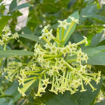 Jasmine Live Plant 4–8″ Tall, Jasmines Flower Vine, Fragrant White Blooms, Outdoor or Container Growing (Night Blooming Jasmine)
