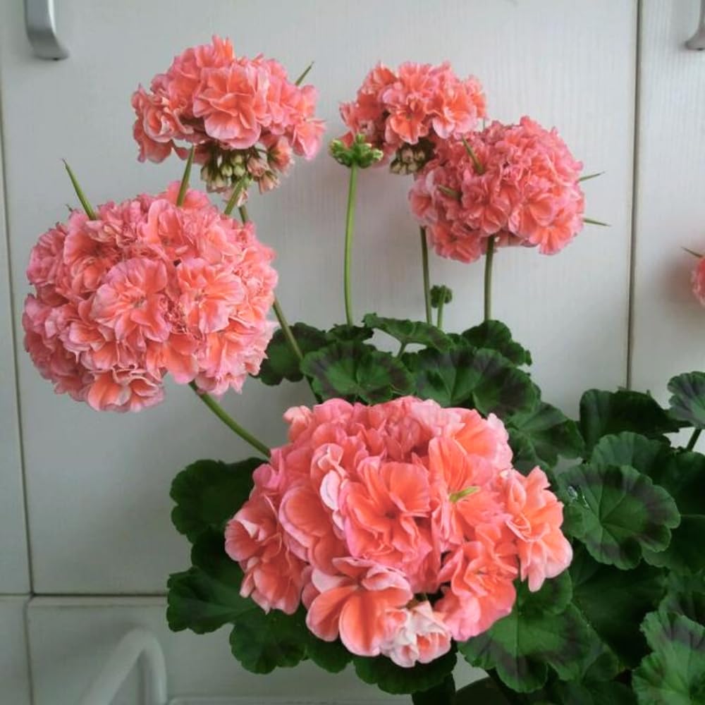 Live Geranium Plants, 3 Salmon Geranium Flower Plants Gernanium Plant Live, 5 to 8 Inches in Height