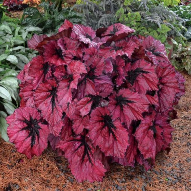 3 Packs Red Begonia Angel Wing Maculata Live Plants, 5-9 Inch Tall, Indoor Outdoor Polka Dot Begonia