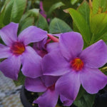 Mandevilla Live Plant, Purple Mandevilla Flower Plants, 10 to 12 Inches Tall, Live Mandevilla Plant Outdoors