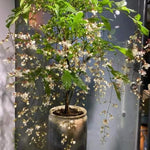 Clerodendrum Wallichii Plant Live, 5-9 Inch Tall White Flowering Clerodendrum Smithianum, Rare Plant for Indoor or Outdoor Growing