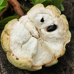 Green Sugar Apple Plant Live in Half Gallon Pot, Sweet Sugar Apple Plant Well Rooted 6-10'' Tall, Annona Squamosa for Planting