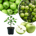 Granny Smith Apple Tree Live Plant 6-10" Tall