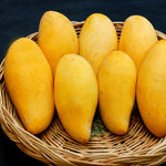 Sweet Mango Tree 8-12 Inches, Hardy, Fruit-Bearing Mango Tree in Gallon Pot, Well Rooted, Garden and Container Growing