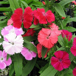 Set 4 Mixed Dwarf Dianthus Perennial Plants Live, Dianthus Live Plants for Outside Planting, Pink White Red Dianthus Color, Dianthus Flower Plant Live, Zones 3 to 9