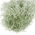 Fresh Spanish Moss Live Air Plant, 1 Clump 10" Long, Tillandsia Air Plants Decorative Garden Craft Basket