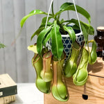 Nepenthes Pitcher Plant Pots Live Plants, Large Pitcher Nepenthes for Terrariums Backyard Gardens, Size Starter 8 Months Old for Easy Planting Indoor Outdoor