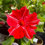 Mandevilla Live Plant Vine, Climbing Mandevilla Vine Plants Live, 5 to 7 Inches Tall Garden Vine Plant