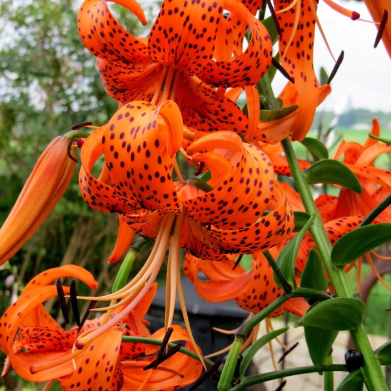 10 Turks Cap Lily Bulbs Roots, Tiger Lily Flower Root Plant, No Leaf, Well Rooted Ready to Plant, Summer Bloom, Orange Flower Live Plant