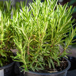 Rosemary Plant, 4" Pot - Perennial Herb Plant, Rosemary Plants Live for Planting Indoor Outdoor Garden Home, Containers