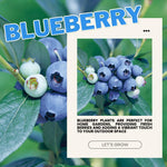 1 Blueberry Bush Live Plant 5 to 9 Inch Tall, Blueberry Plant Live for Planting, Sweet Blueberries Fruit Tree Live Plant (Sharpblue Blueberry)