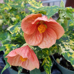 Variegated Abutilon Live Plant 4–7 Inches Tall, Flowering Lantern Plant for Indoor Outdoor Garden, Ornamental Flower Plants for Patio Containers or Garden Beds