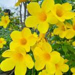 3 Dwarf Allamanda Plant Live, Yellow Allamanda Flower Plant, Tropical Yellow Flowering Plants for Outdoor Garden and Container Growing, No Pot