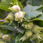 Hardy Hazelnut Tree Plant Live Bare Root 1-2 Feet Tall