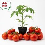 Big Tomato Live Plants, Red Tomato Plant 3-5" Tall