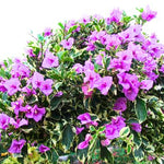 Set 2 Blueberry Ice Bougainvillea Plants Live, Flowering Bougainvillea Vine 4-8 Inches Tall, Climbing Plant for Outdoor Garden and Trellis