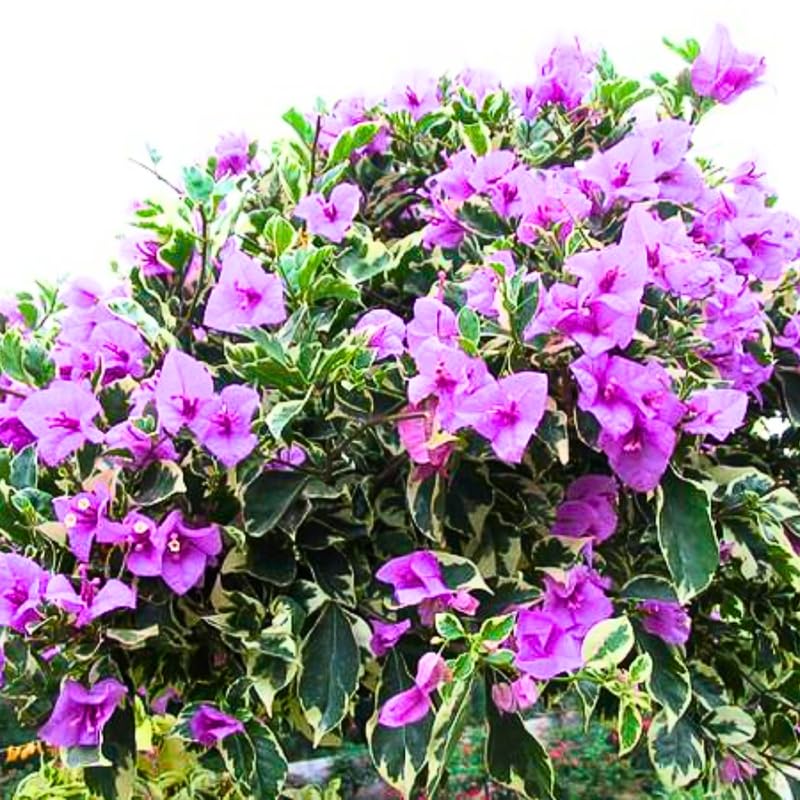 Set 2 Blueberry Ice Bougainvillea Plants Live, Flowering Bougainvillea Vine 4-8 Inches Tall, Climbing Plant for Outdoor Garden and Trellis
