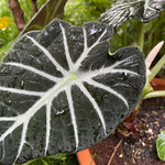 Pack 2 Black Velvet Alocasia Live Plant for Planting, Indoor Houseplant Alocasia Plant Live, 5 to 7 Inc Tall, Bare Root, Alocasia Colocasia Taro Plant for Ornamental Plants