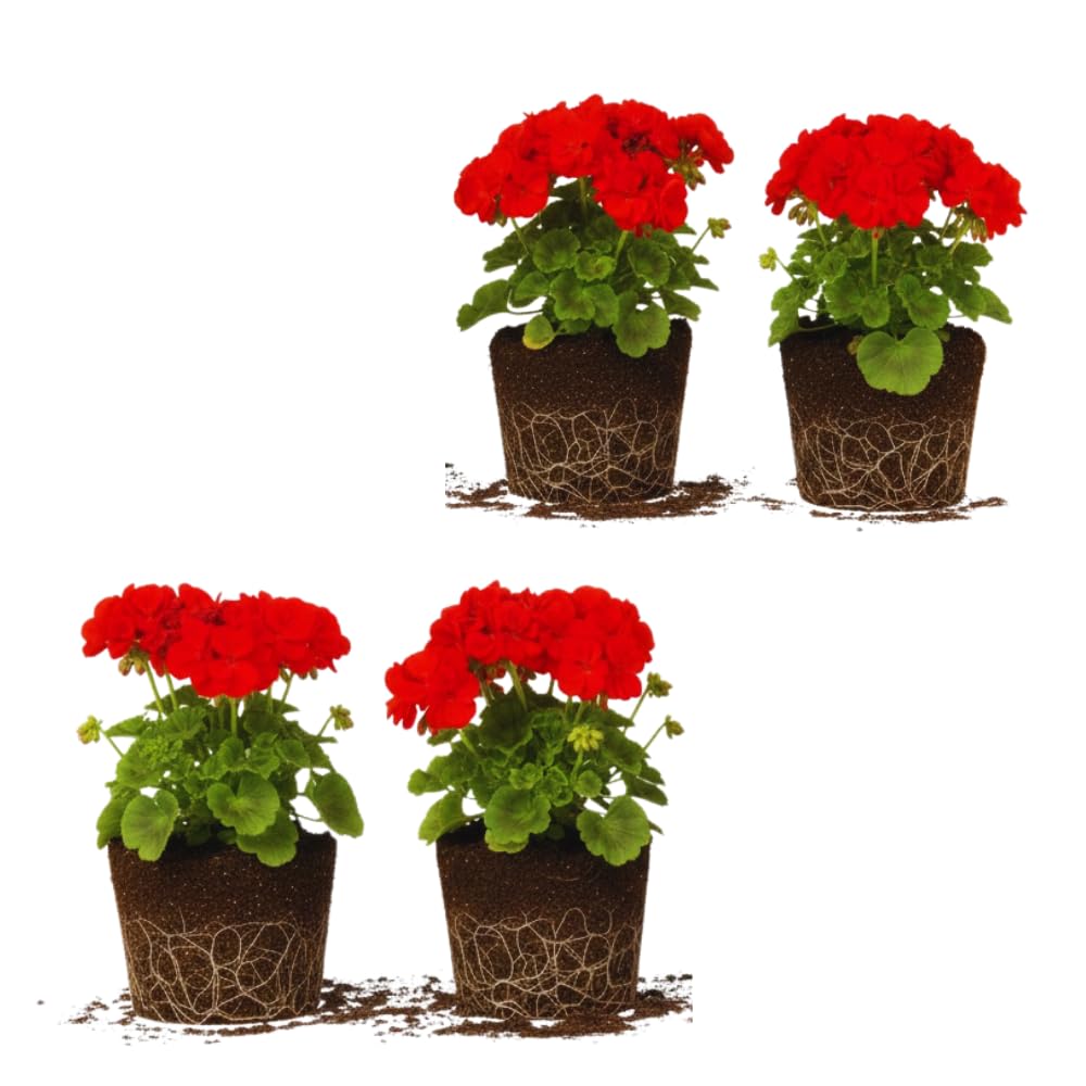 4 Red Geranium Plants Live, No Pot, Geranium Live Plants from 5 Inc Tall Starter Plants