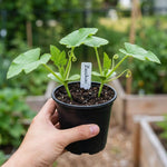 Set 2 Yellow Squash Zucchini Plants Live Vegetable Plant, 5-7''