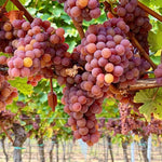 2 Rare Grape Vines Live Plants, Sweet Starter Grapevine from 5 to 8 Inches in Tall, Easy to Grow Indoor Outdoor, No Pot (Red)