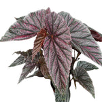 3 Packs White Pink Spot Begonia Angel Wing Maculata Live Plants, 5-9 Inch Tall, Indoor Outdoor Polka Dot Begonia