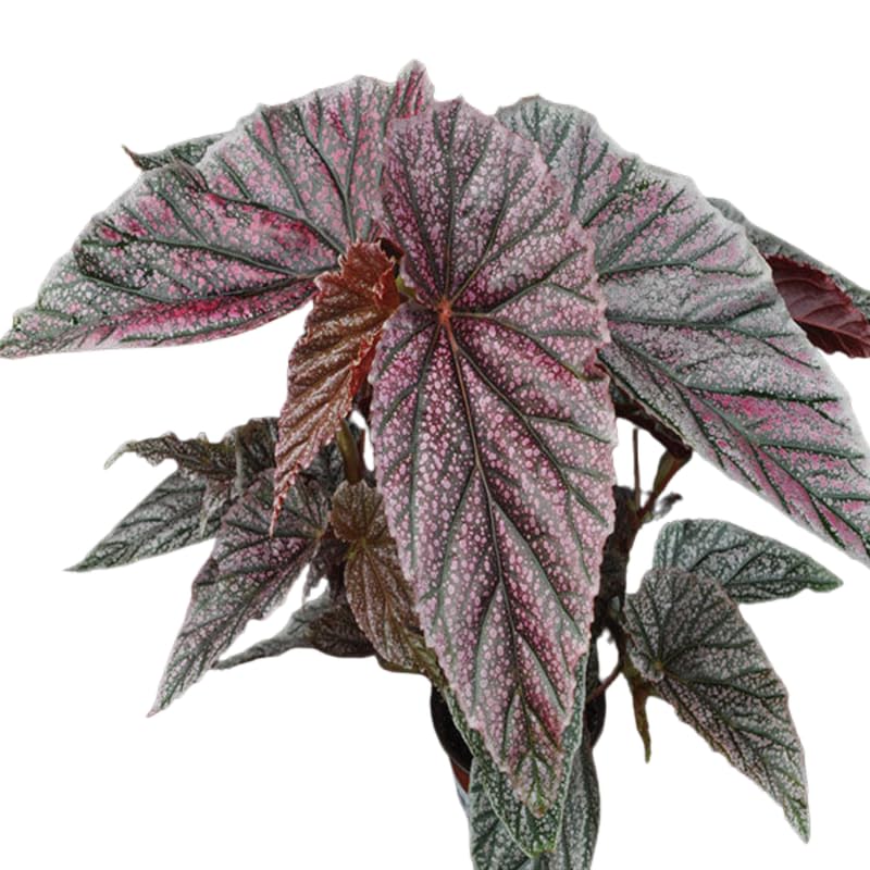3 Packs White Pink Spot Begonia Angel Wing Maculata Live Plants, 5-9 Inch Tall, Indoor Outdoor Polka Dot Begonia