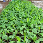 Yellow Banana Plant Tree Live, Cold Hardy 4-7" in Tall, No Pot, Outdoor Spring Planting, Rare and Sweet Banana Plants