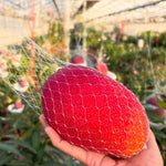 No CA, Grafted Mango Tree Live Plant, 2 Years Old Ready to Bear Fruit, 2-3 Ft Mango Plant for Spring Planting (Valencia Pride)