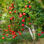 Sweet Pomegranate Tree Live Plant 8-12'' Tall, Hardy Red Pomegranate Bush in Half Gallon Pot, Full Roots and Ready to Plant