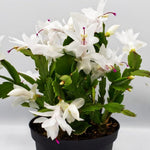 Live White Christmas Cactus Live Plant 4–6 Inches Tall, Winter Blooming False Thanksgiving Cactus Well Rooted, Flowering Houseplant for Home and Office
