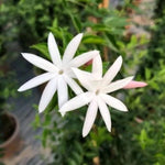 Jasmine Live Plant 4–8″ Tall, Jasmines Flower Vine, Fragrant White Blooms, Outdoor or Container Growing (Highly Fragrant Jasmine)