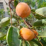 Persimmon Tree Live Plant, Persimmon Fruit Trees Live Plant, Quart Pot