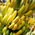 Banana Plant Live, Dwarf Cavendish Banana Tree Live Plant, Hardy Banana Fruit Seedling 4 to 8 Inch Tall, Indoor Outdoor