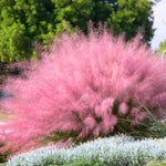 2 Pink Muhly Grass Plants Live for Planting, Ornamental Grass Live Plants, Pink Grass Indoor Outdoor, 5-9 Inch Tall
