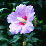 Althea Rose of Sharon Plant Live Bareroot 6-13 Inc, in Pot, Hibiscus Syriacus Flowers Ready to Grow (Pink Rose of Sharon)
