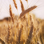 5 Pound Rye Cover Crop Seeds, Fast-Growing Rye Grass Seed for Lawn, Outdoor Planting