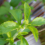 Stevia Plants Live, Herbs Garden Outdoor Indoor, Live Stevia Plant 4'' Pot