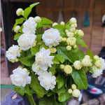2 Jasmine Plants Live, Fragrant White Jasmine Live Plants, Fast Growing Flower Plants for Outdoor Garden, 5-7'' (Orleans Jasmine)