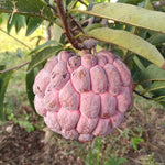 Red Sugar Apple Tree, Sweet Red Custard-Like Fruit Tree in Half Gallon Pot, 6-12 Inches, Ready to Grow for Outdoor Garden