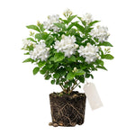 Maid of Orleans Jasmine Live Plant – Highly Fragrant White Flower Vine, Fragrant Indoor & Outdoor 4-6” Tall Decorative Plant