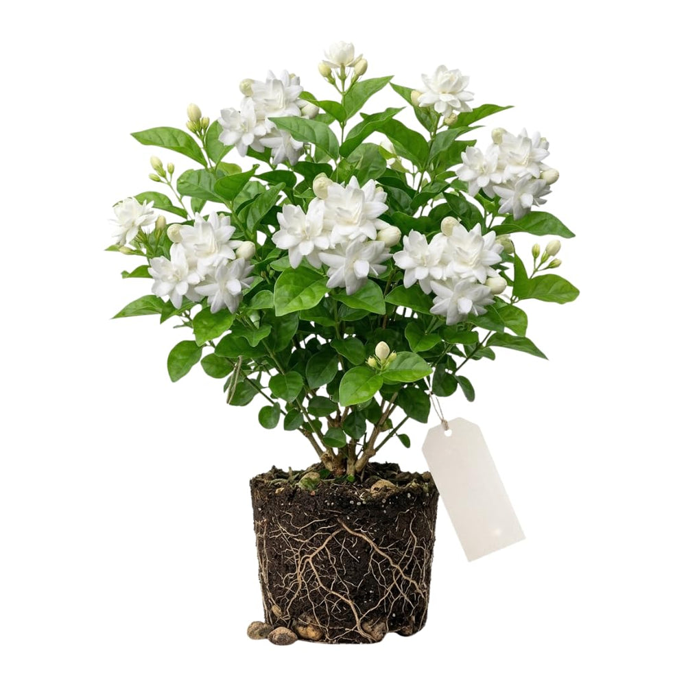 Maid of Orleans Jasmine Live Plant – Highly Fragrant White Flower Vine, Fragrant Indoor & Outdoor 4-6” Tall Decorative Plant