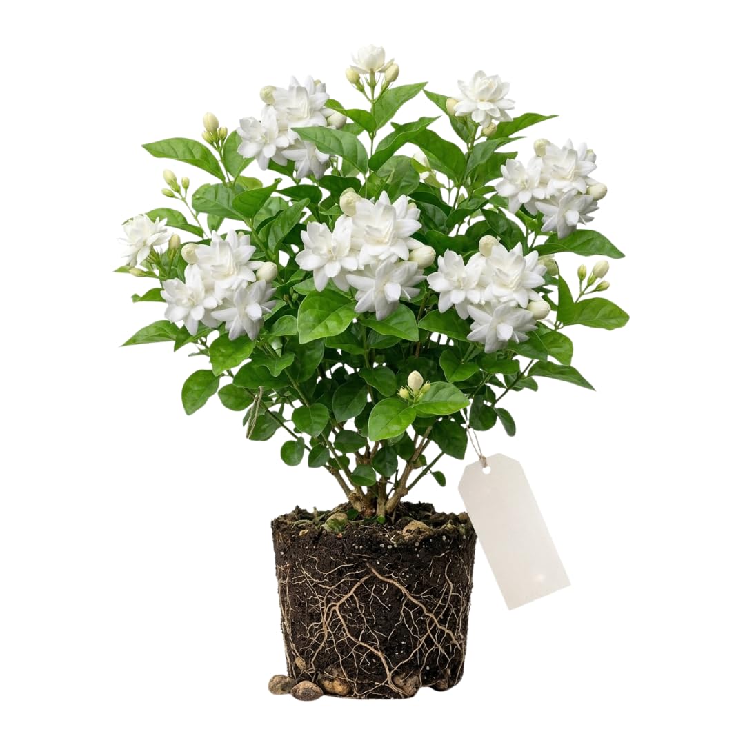 Maid of Orleans Jasmine Live Plant – Highly Fragrant White Flower Vine, Fragrant Indoor & Outdoor 4-6” Tall Decorative Plant
